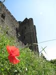 SX27943 Poppy at La Cite, Carcassonne.jpg